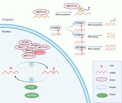 RNA modifications in cancer immune therapy: regulators of immune cells and immune checkpoints